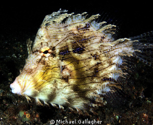 Leafy filefish - another weird and wonderful Lembeh critter. by Michael Gallagher 